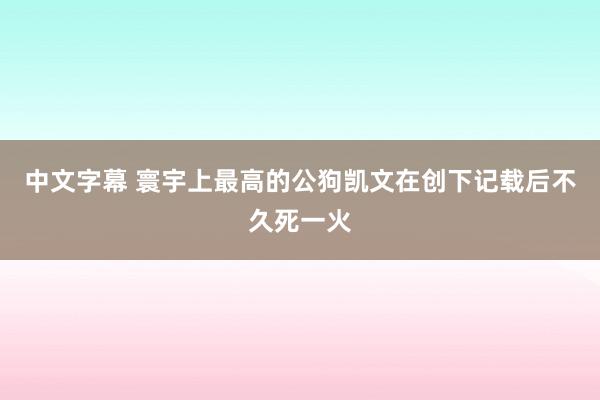 中文字幕 寰宇上最高的公狗凯文在创下记载后不久死一火