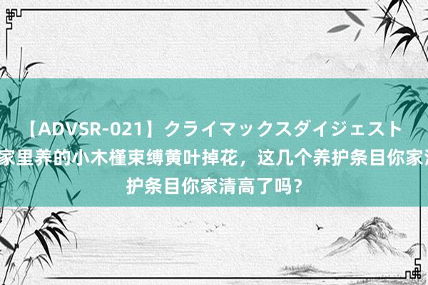 【ADVSR-021】クライマックスダイジェスト 姦鬼 ’10 家里养的小木槿束缚黄叶掉花，这几个养护条目你家清高了吗？