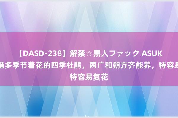 【DASD-238】解禁☆黒人ファック ASUKA 不错多季节着花的四季杜鹃，两广和朔方齐能养，特容易复花